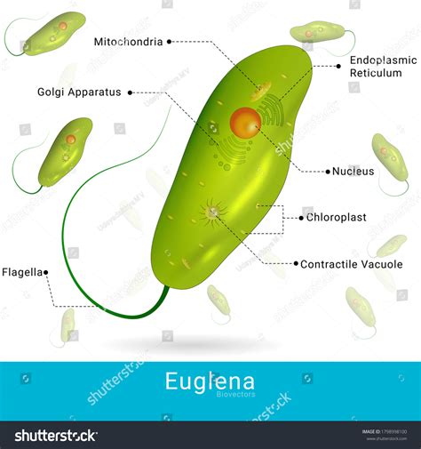 Diagram Of Euglena With Full Label Draw It Neat How To Draw Euglena