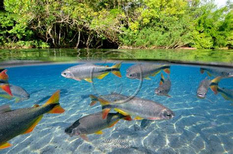 Characin fish, Brazil | Stocktrek Images