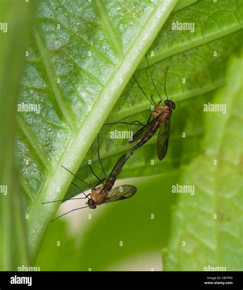 Mosquito Mating High Resolution Stock Photography And Images Alamy