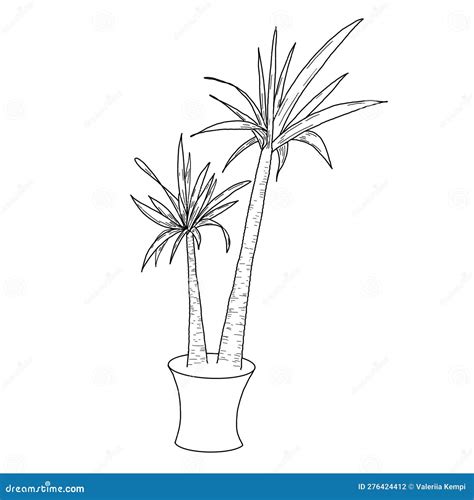 Drawing Yucca In A Pot Houseplant Hand Drawn Line Art Stock