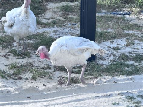 Albino turkey (central Florida) : r/albinoanimals