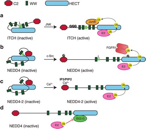 Regulation Of HECT E3 Autoinhibition And Activity A JNK1 Binds A