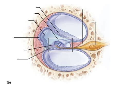 CT Cochlea Cross Section Diagram Quizlet