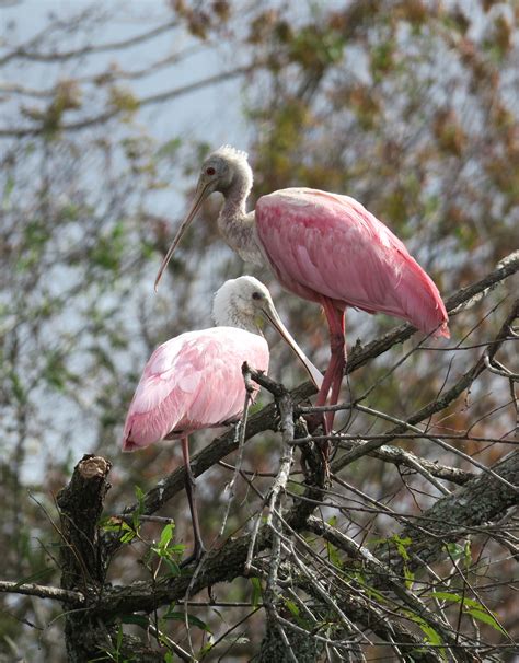 Kissimmee River Restoration — Paddle Florida