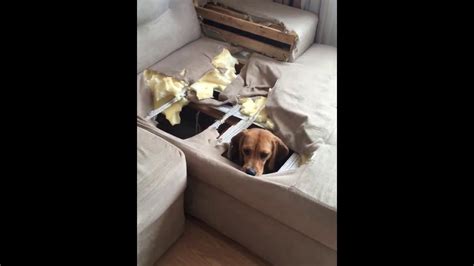 Adorable Beagle Completely Destroys Couch Viralhog Youtube