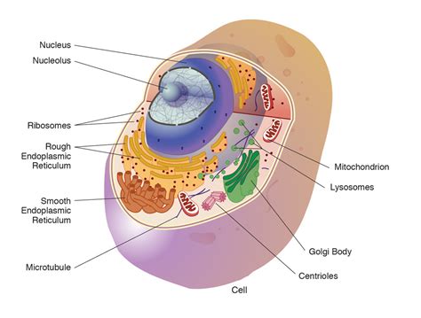 cell organelle diagram quizlet