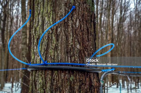 Collecting Maple Sap In Spring Plastic Tubing Attached To Maple Trees