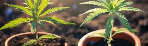 How To Grow Jack Herer Strain Dss