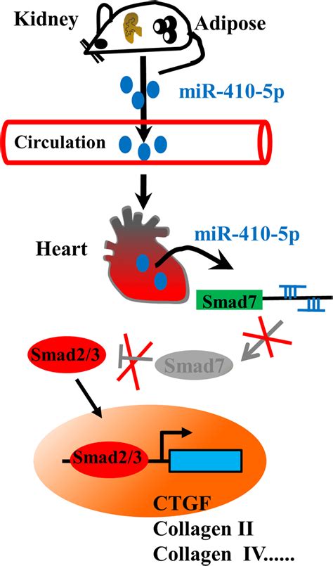 A Proposed Mechanism Of Mir P Induced Cardiac Fibrosis In Rats