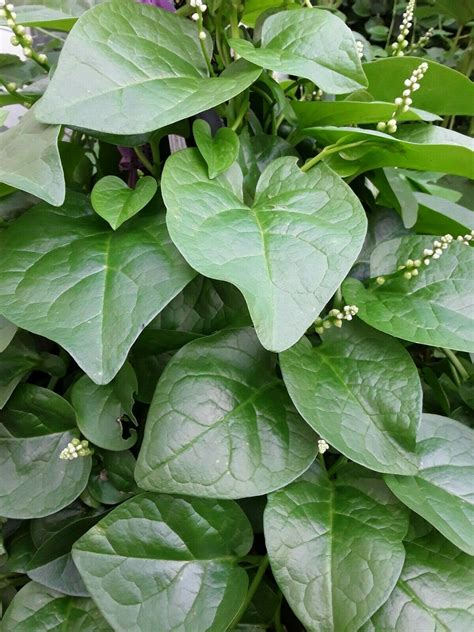 organic green stem malabar spinach alugbati mong toi poi