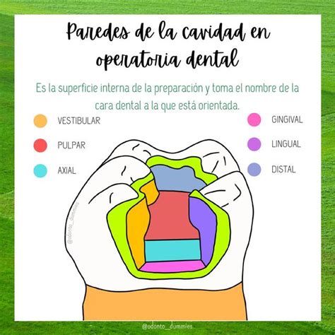 Paredes En Operatoria Dental Odonto Dummies Udocz