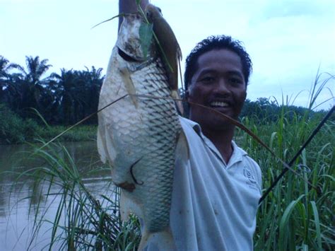 Renjer Sungai Info Tentang Ikan Lampam