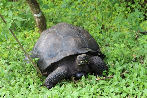 Giant Dome Shelled Tortoise At Santa Cruz Galapagos Galapagos