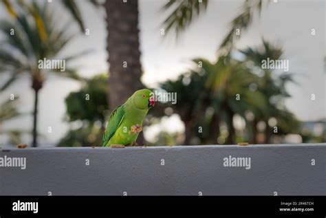 A Lanzarote Green Parrot Eating A Cracker Stock Photo Alamy