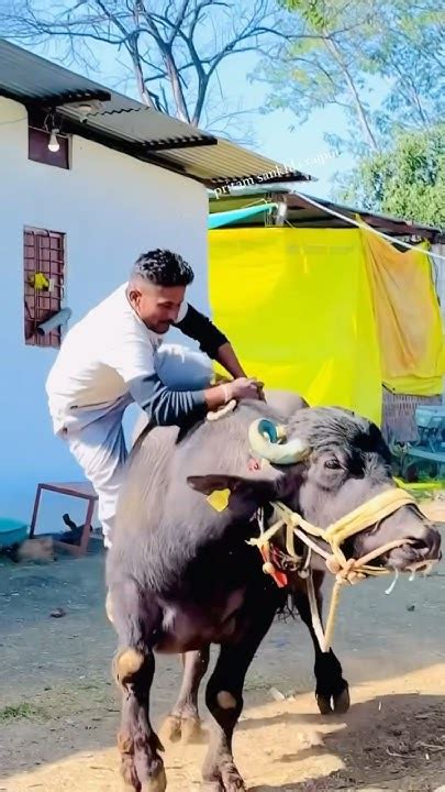 भीम 😍👍🙏🏻 Dairy Dairyanimals Farming Farmer Funny Comedy Trending