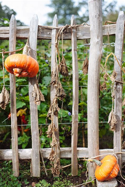 Pumpkins Growing On A Wooden Fence By Stocksy Contributor Suzi