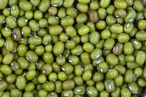 nutritional  health benefits  mung beans green gram caloriebee