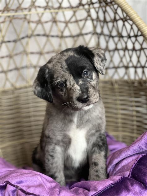 Dog for adoption - Charleston, an Australian Cattle Dog / Blue Heeler