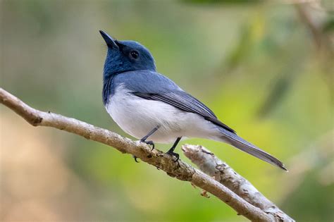 Birds Of Australia