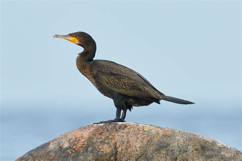 Баклан в питере (35 фото) - красивые фото и картинки pofoto.club