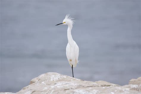 Snowy Egret Stacey Hebrard Flickr