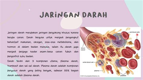 Jaringan Darah Pada Hewan Homecare24