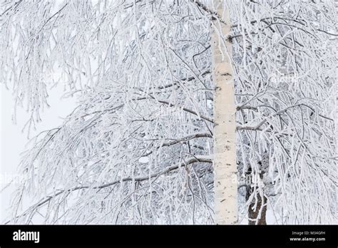 Birch Tree Covered In Snow Stock Photo Alamy