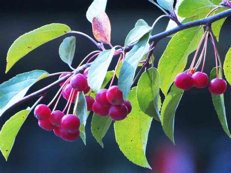 Crab Apple Tree – Tree Pictures BLog
