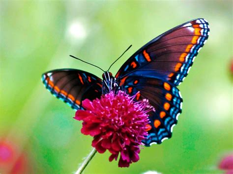 Galería de imágenes Mariposas de colores