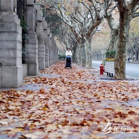 一场秋雨一场寒，上海“落叶不扫”景观道氛围感拉满，错过又要等一年上海市环卫保洁新浪新闻