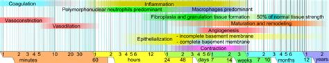 Soft Tissue Healing - Physiopedia