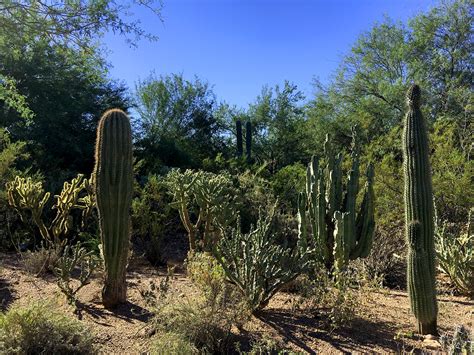 Desert Botanical Garden on Behance