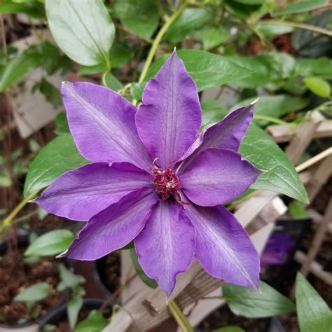 Petree Garden Center Offers Order Ahead With Curbside Pick-Up On ...