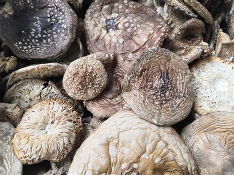Алтайский Мухомор Пантерный (Amanita Pantherina) сушеные шляпки. | Этно ...