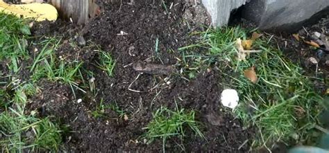 How To Compost Grass Clippings Eco Friendly Lawn Tips