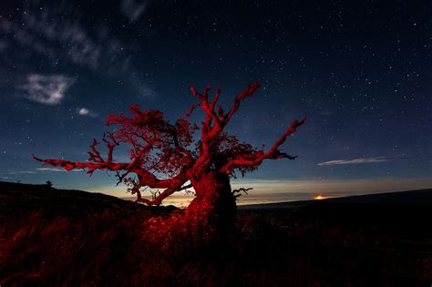 Mauna Kea Red Wood Lava Light Galleries