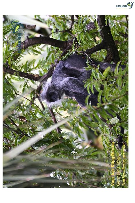 primates vietnature birdwatching wildlife  nature tours