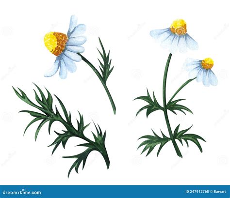 Watercolor Chamomile Flowers Set Isolated On White Background Hand