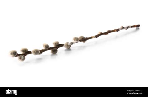 Pussy Willow Branch Isolated On White Background Stock Photo Alamy