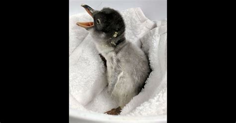 Same Sex Penguins Become Parents Fox