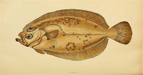 Behind The French Menu Cardine And Limande Megrim And Dab The Fish