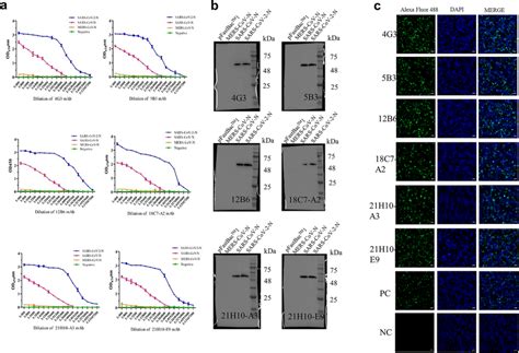 Characterization Of Six Mabs Prepared Using N Protein A Indirect Elisa Download Scientific