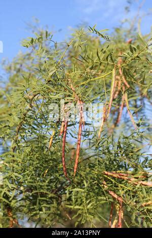 Mesquite tree pods Stock Photo - Alamy