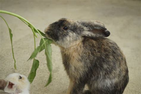 Feeding Rabbits Stock Photo Image Of Baby Brown Adorable 159219346