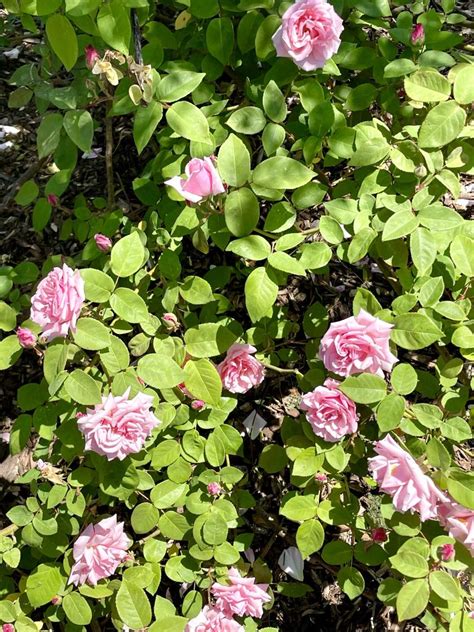 Rosa Kathleen Harrop Online Flower Garden