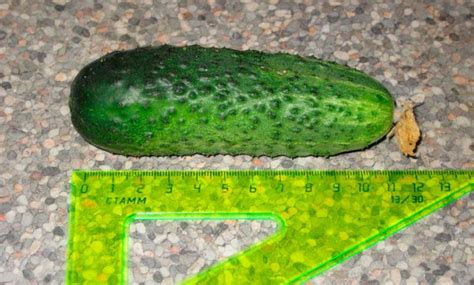 Огурец Бабушкин внучок F1: описание сорта, отзывы, фото