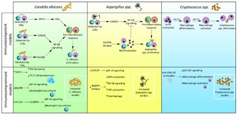 Jof Free Full Text A Fun Guide To Innate Immune Responses To Fungal