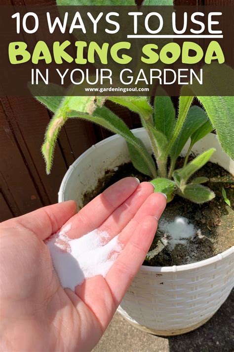 10 Ways To Use Baking Soda In Your Garden Artofit