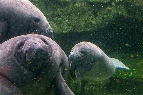 Manatee Riding Incident in Florida