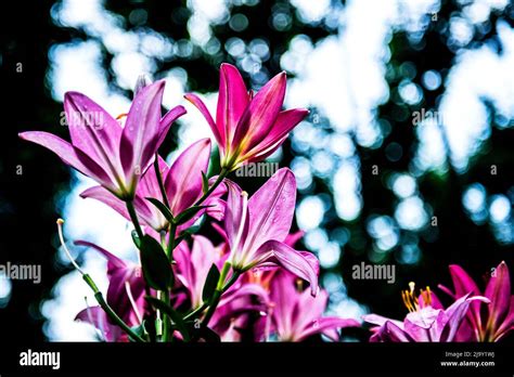 The beautiful pink lily,Lilium longiflorum Thunberg in garden Stock ...